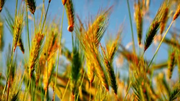 Gras Auf Feld Makro — Stockvideo