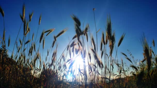 Herbe Coucher Soleil Dans Classé — Video