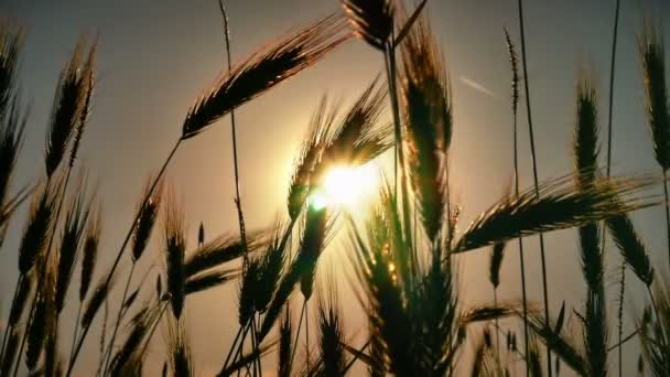 Zonsondergang Gras Gearchiveerde — Stockvideo