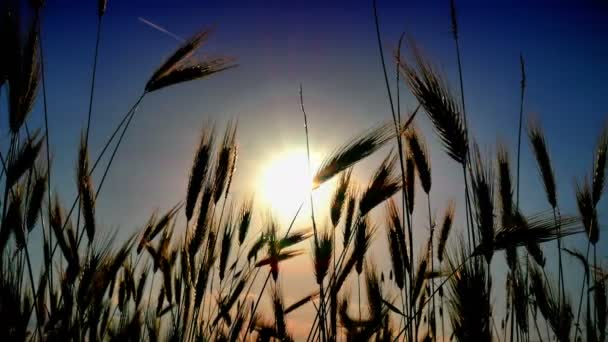 Herbe Coucher Soleil Dans Classé — Video