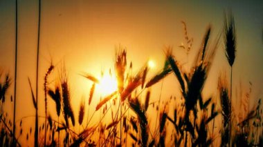 filed 4 k günbatımı çimen