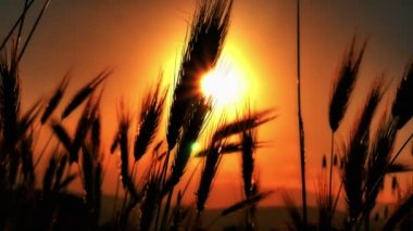 filed 4 k günbatımı çimen