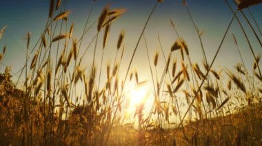 filed 4 k günbatımı çimen