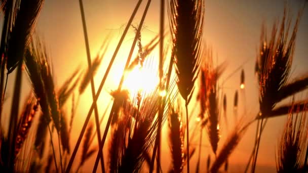 Sonnenuntergang Gras Abgelegt — Stockvideo