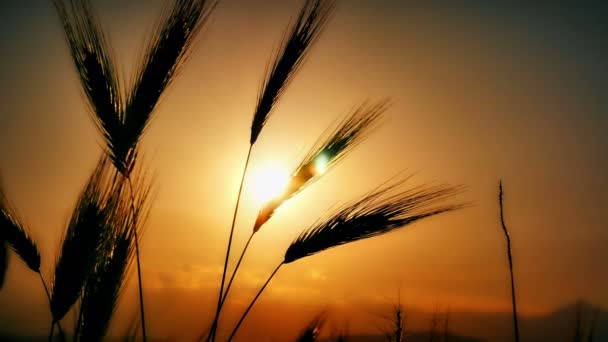 Herbe Coucher Soleil Dans Classé — Video