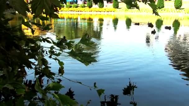 Canards Dans Lac Parc — Video