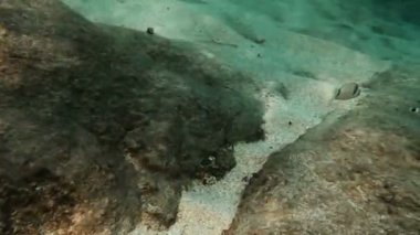 Tüplü Dalış sualtı balık