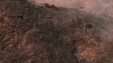 Tüplü Dalış sualtı balık