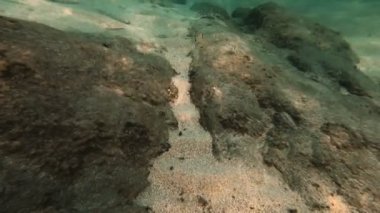 Tüplü Dalış sualtı balık