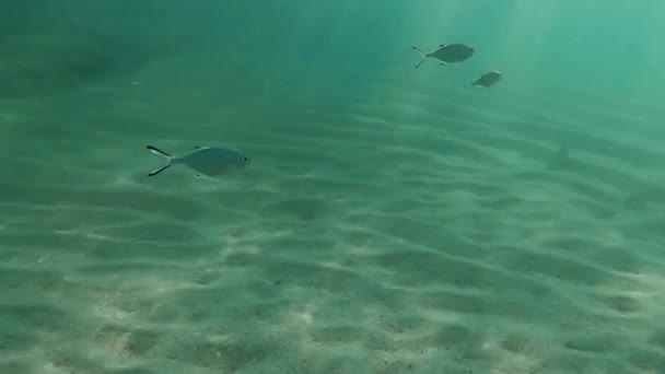 スキューバ ダイビング水中の魚 — ストック動画