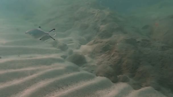 Plongée Sous Marine Poissons Sous Marins — Video