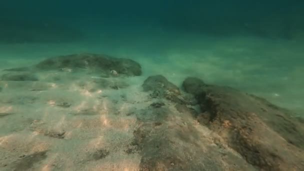 Buceo Submarino Peces — Vídeo de stock