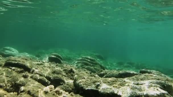 水肺潜水水下鱼 — 图库视频影像