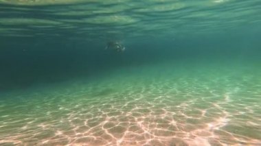 sualtı yüzücüler denizde