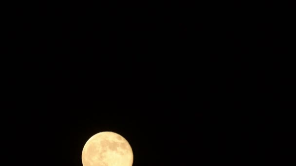 Noc Pełni Księżyca — Wideo stockowe