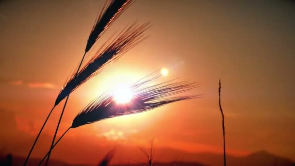 Zonsondergang Gras Gearchiveerde — Stockvideo