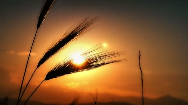 Трава Заходу Сонця Поданих — стокове відео