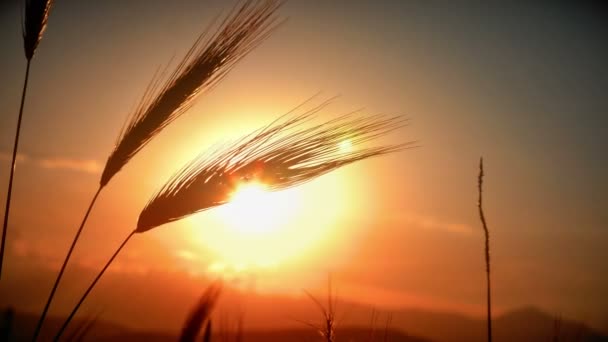 Zonsondergang Gras Gearchiveerde — Stockvideo