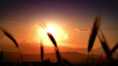 filed 4 k günbatımı çimen