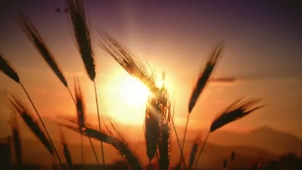 Herbe Coucher Soleil Dans Classé — Video