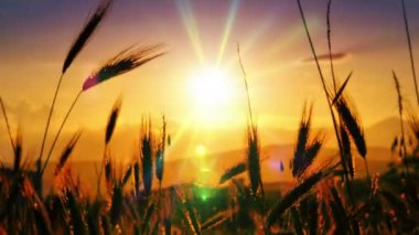 filed 4 k günbatımı çimen