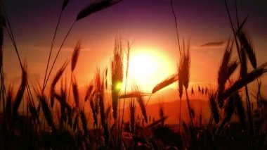 filed 4 k günbatımı çimen