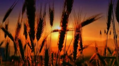 filed 4 k günbatımı çimen