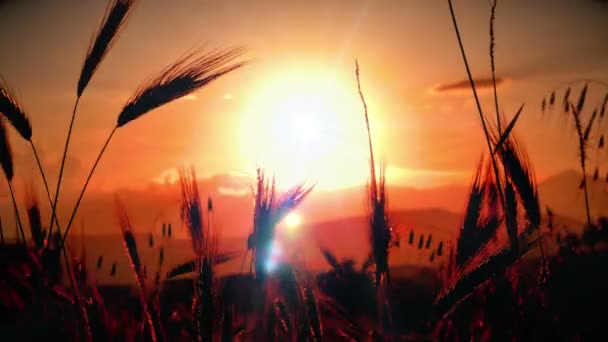 Sonnenuntergang Gras Abgelegt — Stockvideo