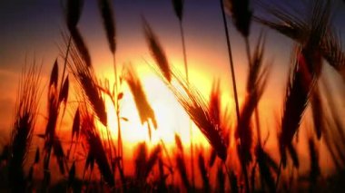 filed 4 k günbatımı çimen