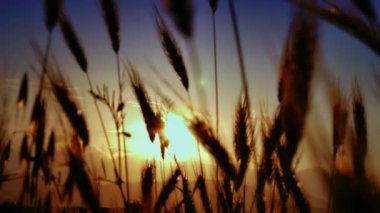 filed 4 k günbatımı çimen