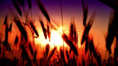 filed 4 k günbatımı çimen