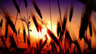 filed 4 k günbatımı çimen