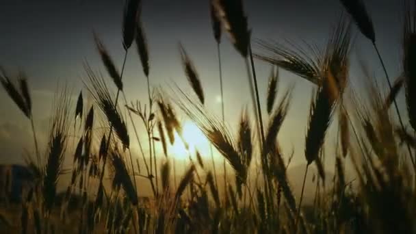 Herbe Coucher Soleil Dans Classé — Video