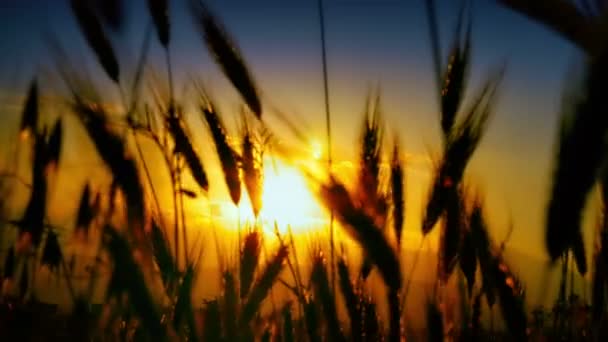 Herbe Coucher Soleil Dans Classé — Video