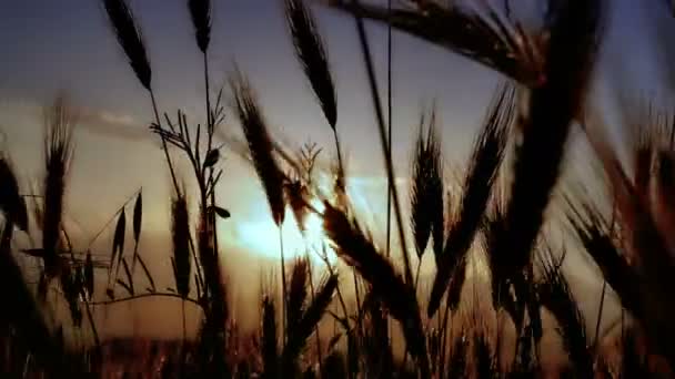 Solnedgången Gräs Filed — Stockvideo