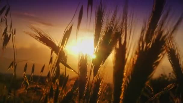 で日没の草 — ストック動画