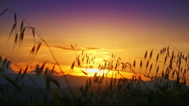 Herbe Coucher Soleil Dans Classé — Video