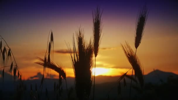 Sonnenuntergang Gras Abgelegt — Stockvideo