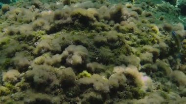 Tüplü Dalış sualtı balık