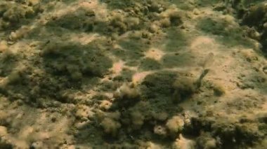 Tüplü Dalış sualtı balık