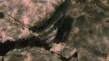 Tüplü Dalış sualtı balık