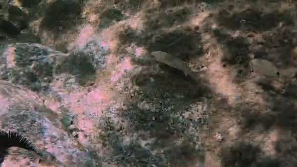 Plongée Sous Marine Poissons Sous Marins — Video