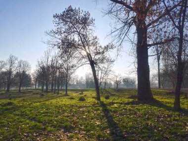 sonbahar park orman ağacı