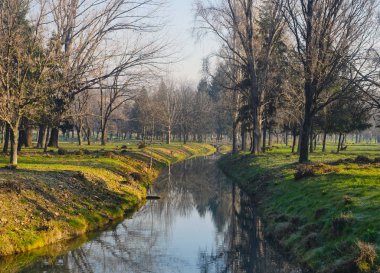 sonbahar park orman ağacı