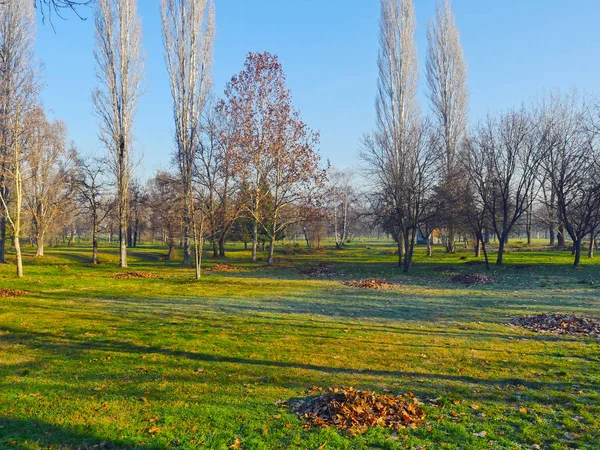 sonbahar park orman ağacı