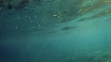 Tüplü Dalış sualtı 4k