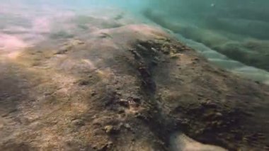 Tüplü Dalış sualtı balık 4k