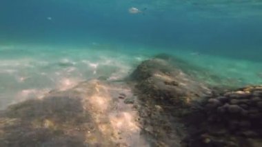 Tüplü Dalış sualtı balık 4k