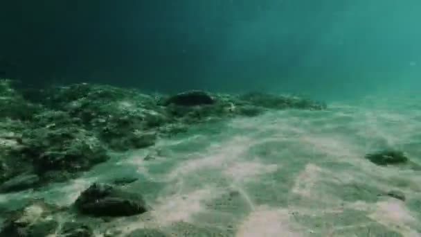 Buceo Bajo Agua — Vídeos de Stock