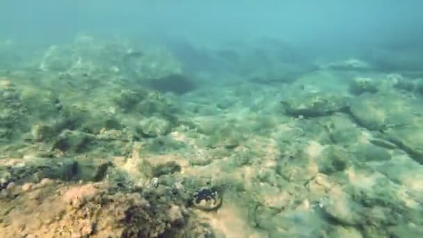 Scuba Diving Onderwater — Stockvideo